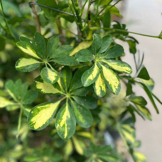Aralia