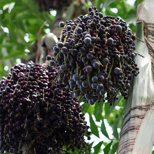 Acai-Palme, 1,5 m