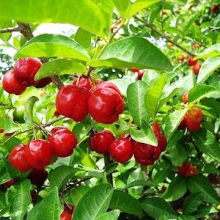 Planta Acerola 1.2m