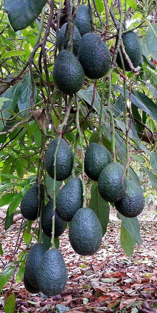 Planta de Aguacate Hass 1.2m