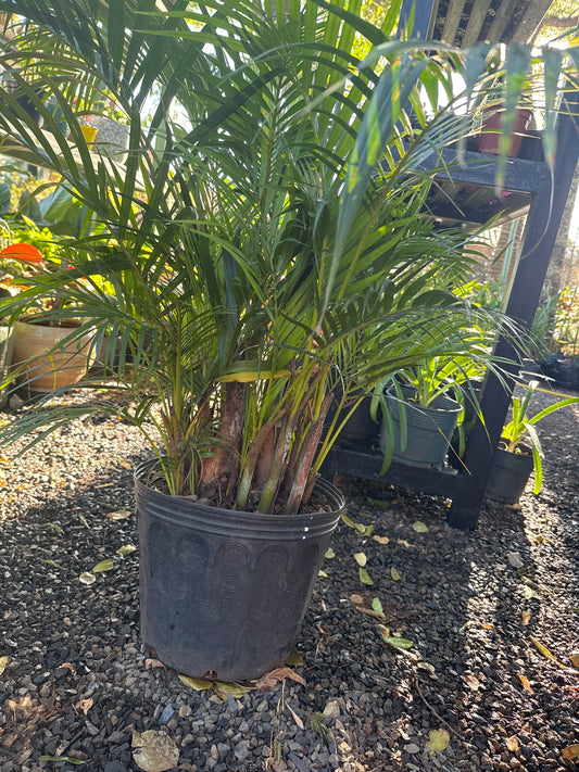 Areca palm tree