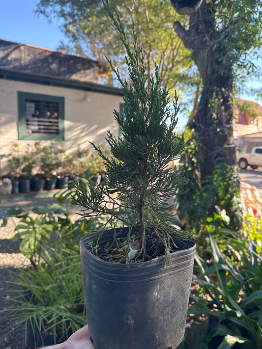 Pino vela (Araucaria heterophylla ‘Norfolk Island Pine’) ~30 cm