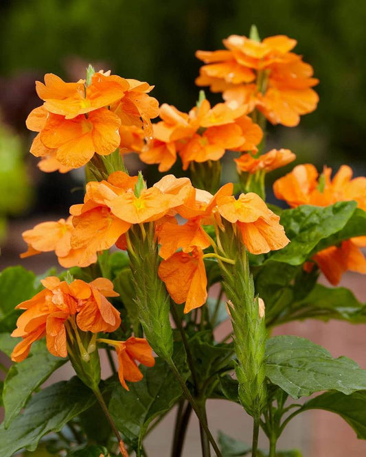 Crossandra pequeña (Crossandra infundibuliformis)