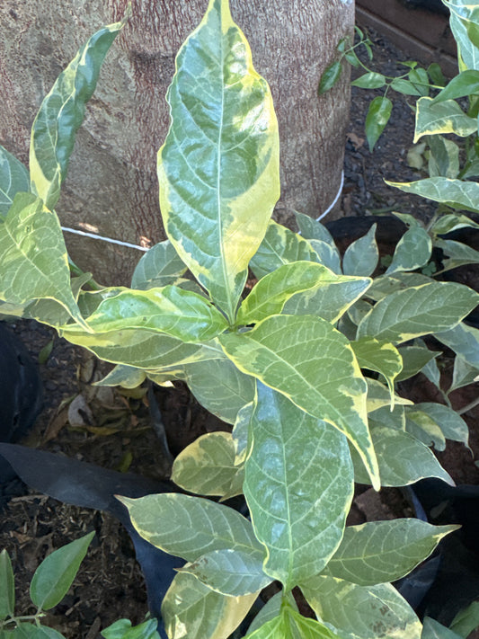 Gardenia variegada (Gardenia jasminoides ‘Variegata’)