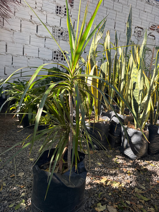 Dracena Marginata bicolor