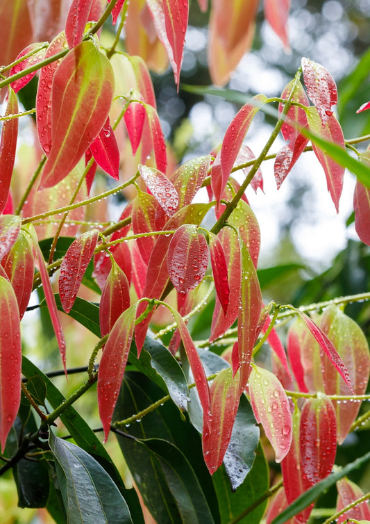 Planta de Canela Dulce 1m