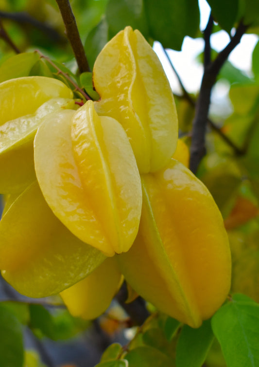 Planta de Carambola 1.5m