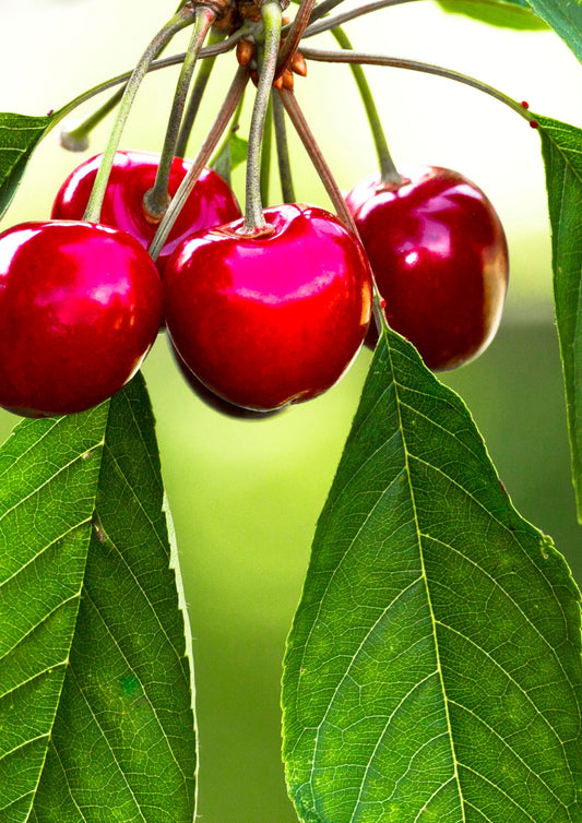 Planta de Cereza Fruta 1.6m