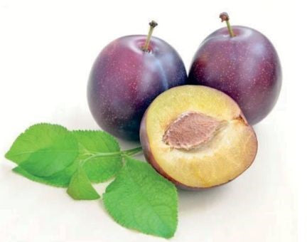 Irati Plum Plant 2m+