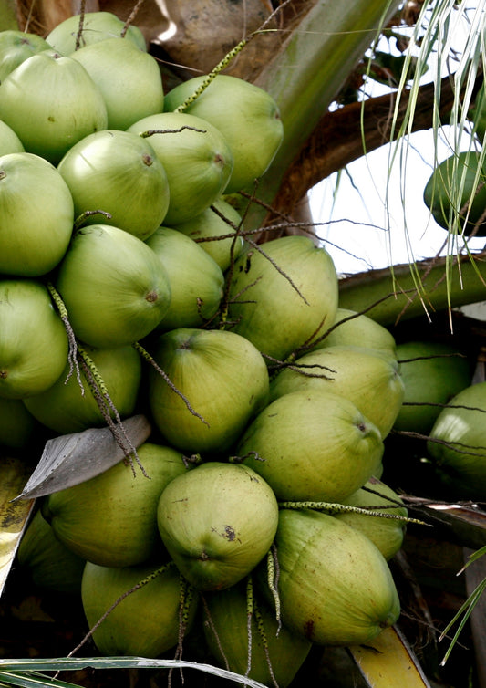 Bahian Coconut Plant 2m