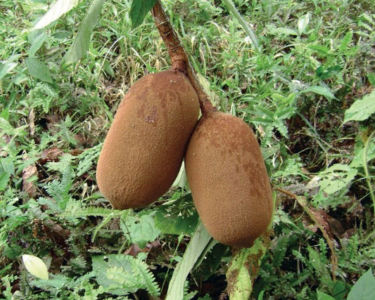 Planta de Copuazú 1m