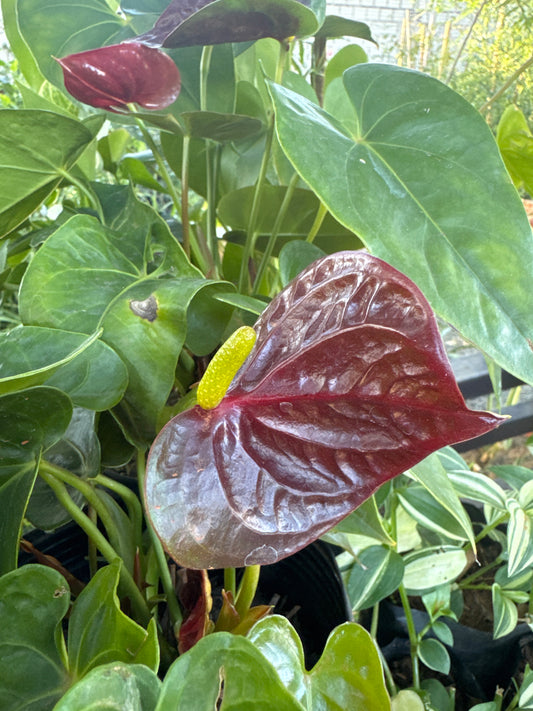Anturio Morado pequeño