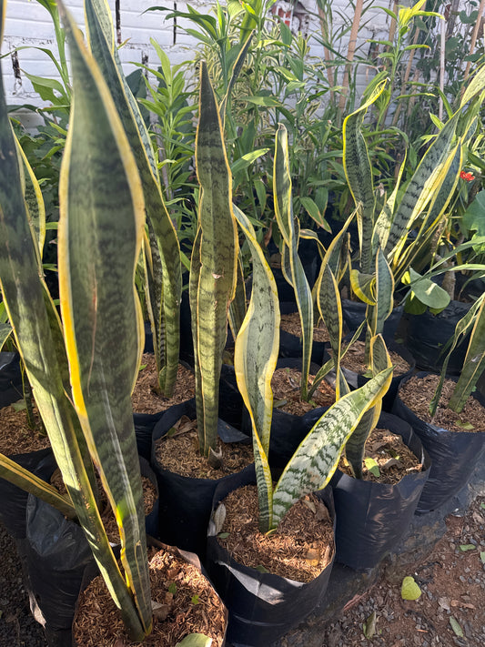 Espada de San Jorge variegada (Sansevieria trifasciata var. laurentii)