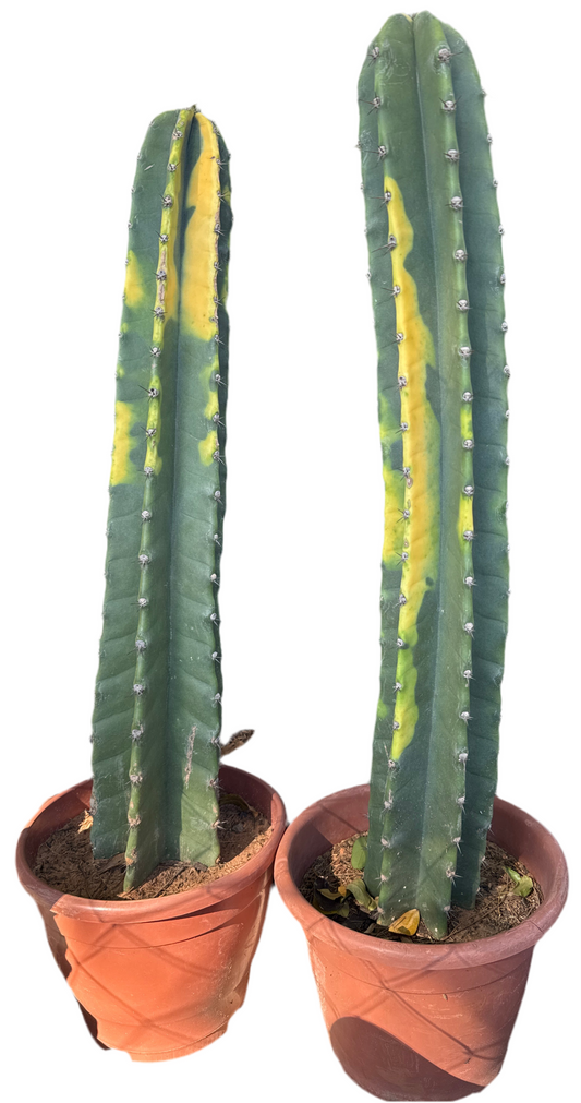 Cactus Brasil (Rhipsalis brasiliana) ~80 cm