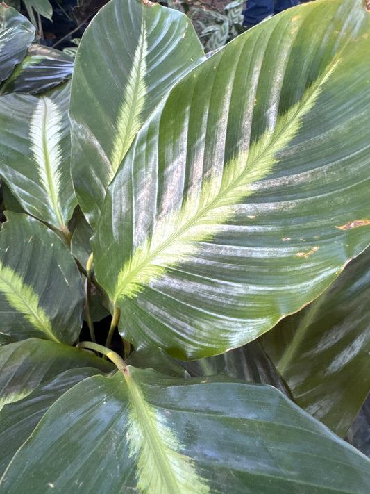 Maranto o “Planta de la Oración” (Maranta leuconeura)