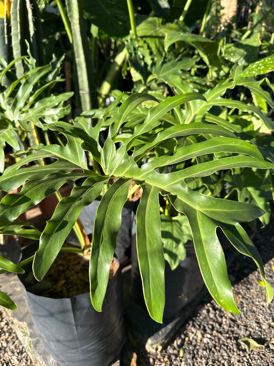 Guembe brasilero 50cm