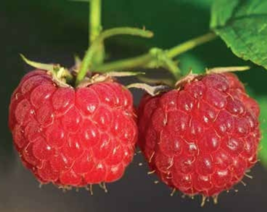 Small Raspberry Plant