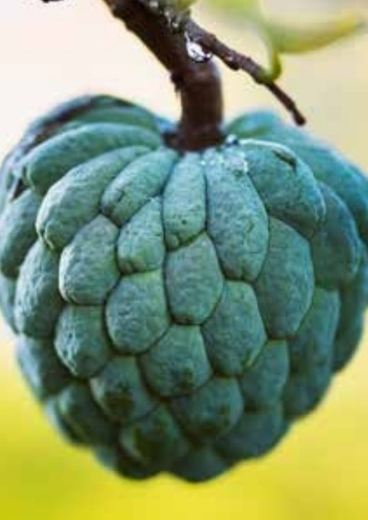 Nona fruit of the Count plant 1.5m+