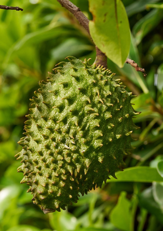 Graviola Plant