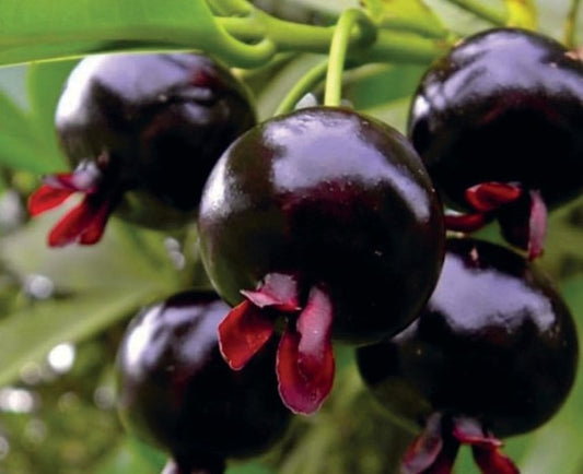 Grumixama plant