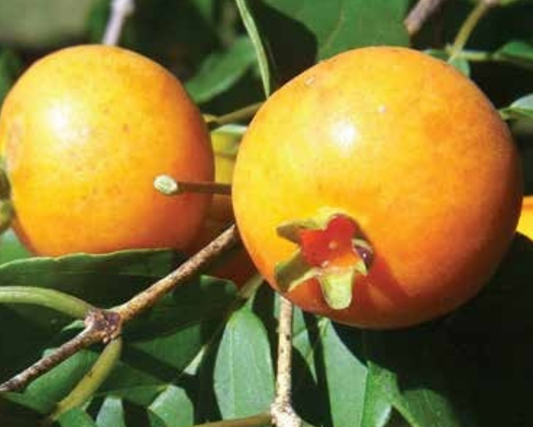 Guavira Plant 1.5m