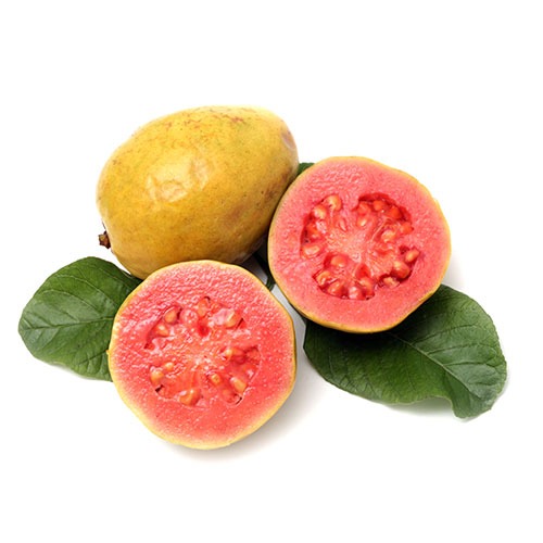 Creole Guava Plant