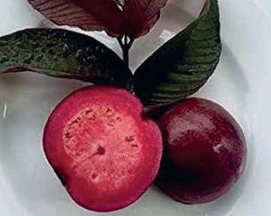 Purple Guava Plant 1.7m