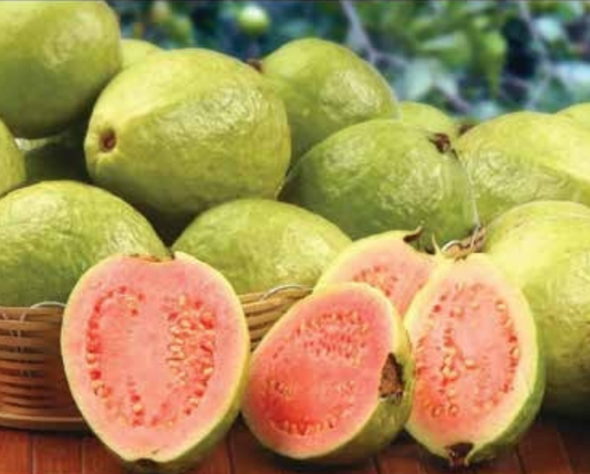 Paluma Guava Plant 1.5m