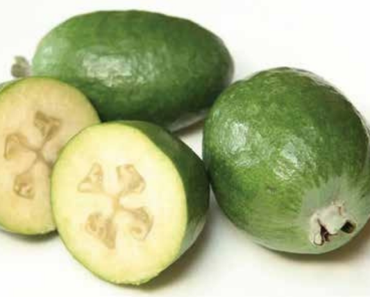 Serrana Guava Plant 1m