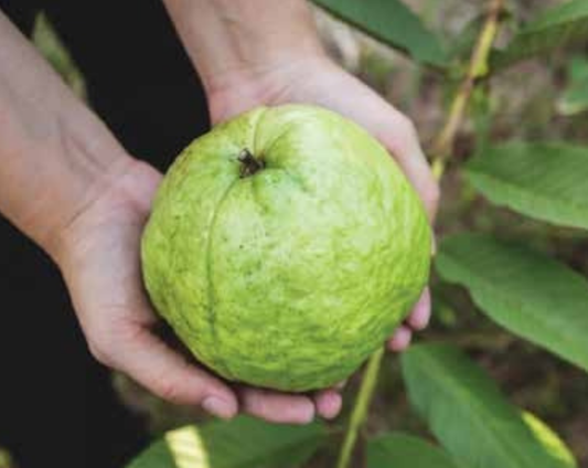 Thai Guava Plant 1m