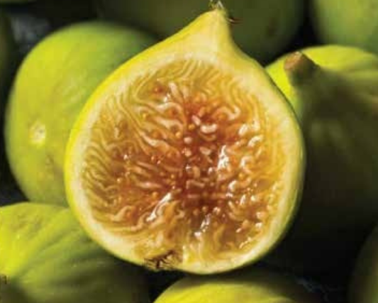 White Fig Plant 2m