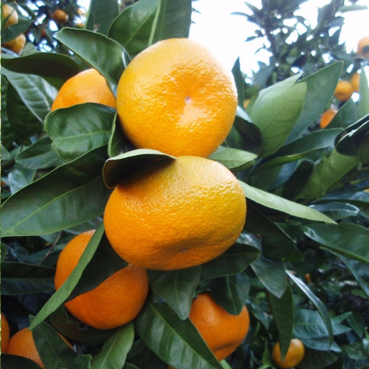 Okitsu Mandarin Plant