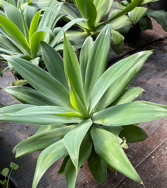 Agave attenuata