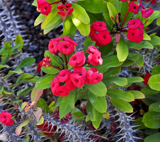 Corona de Cristo (Euphorbia milii) ~30 cm