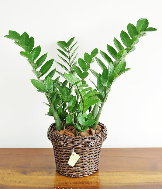 Zamioculca (Zamioculcas zamiifolia) grande
