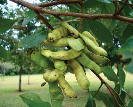 Inga Plant