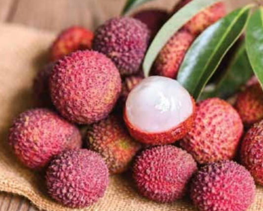 Lychee plant 1.2m