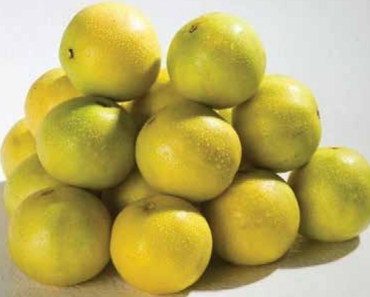 Persian Lime Plant 1m