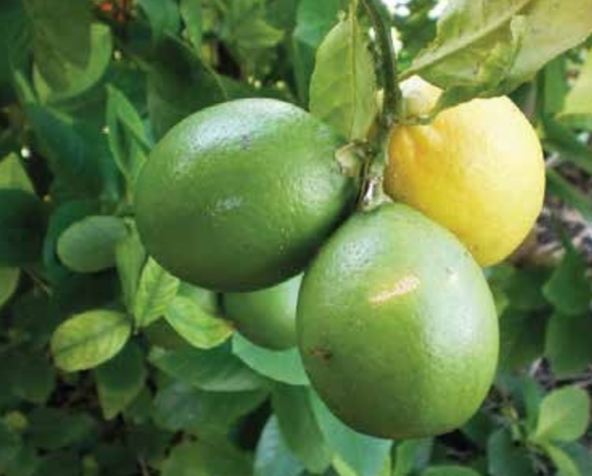 Subtle Lemon Plant 1m