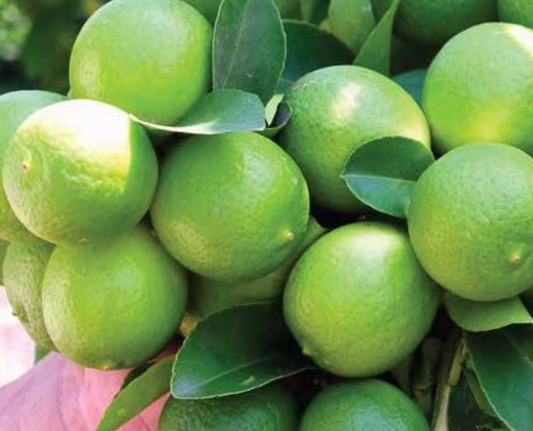 Tahiti Lemon Plant 1m