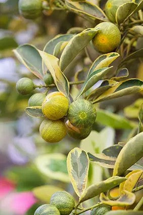 Calamondin Mandarin Plant 1m