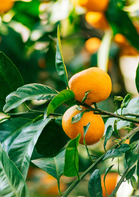 Montenegrin Mandarin Plant 1.5m