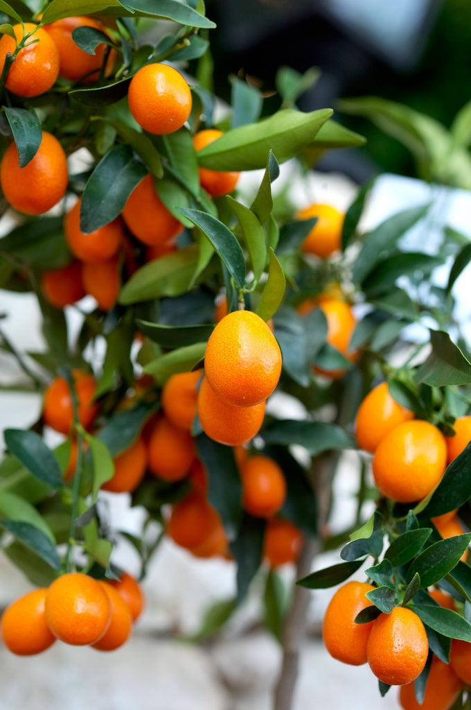 Small Xim Xim Quinoto Plant