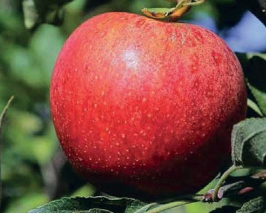 Eva Apple Plant