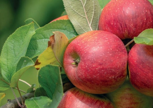 Juliet Apple Plant
