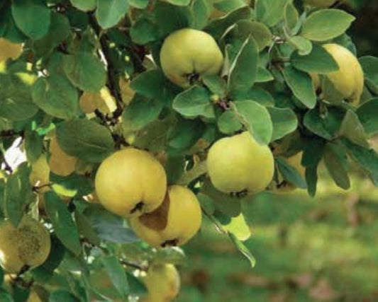 Quince Plant 3m