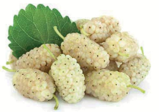 White Mulberry Plant 1.5m+