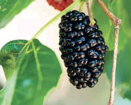 Blackberry Plant 1.7m+