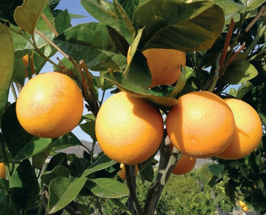Champagne Orange Plant 1m