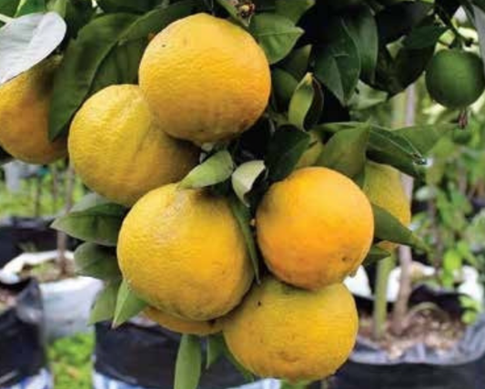 1m Lime Orange Plant